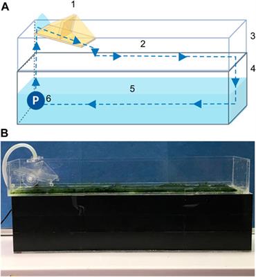 Optimizing nutrient removal and biomass production of the Algal Turf Scrubber (ATS) under variable cultivation conditions by using Response Surface Methodology